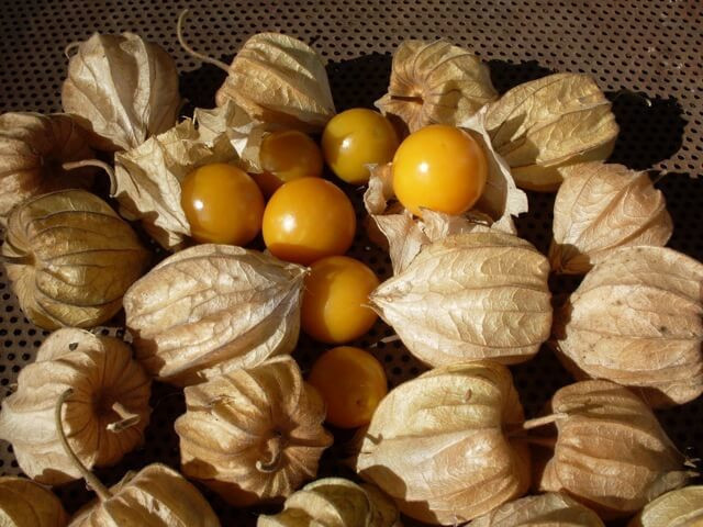 Organic Ground Cherries – 1 Pint | Sweet Golden Husk Cherries