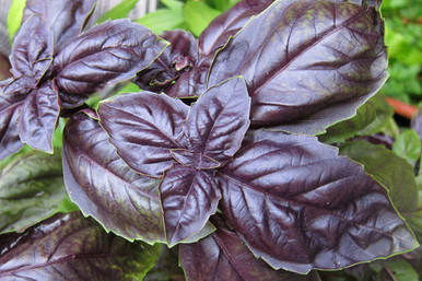 Organic Red Basil – 1 Bunch | Keith's Organic Farm | Fresh & Fragrant Herbs