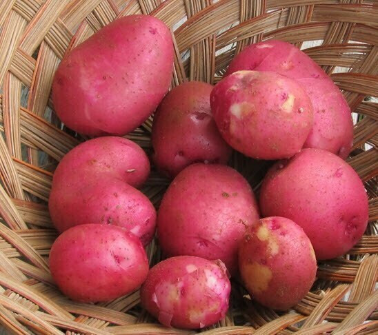 Young Organic Norland Red Potatoes – 2 lbs | Fresh New Season Harvest