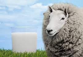 Sheep's Milk - yes, we have it! - Now Farms