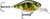  Rapala X-Light Crank Mid Runner - Live Perch 