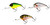  Westin Megabite DR Crankbait - 7cm 