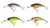 Westin Buzzbite Crankbait - 6cm  Hooked Tackle