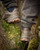 Fox International Fox Explorer Waterproof Trainers 