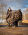 Fox International Fox Large Camolite Barrow Cover 