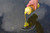 Dynamite Baits Dynamite Premium Sweet Tiger Liquid Carp Food 