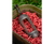Korum Window Maggot Feeders - Hooked Tackle