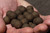 Elevate Baits Garlic Infusion Boilies 1kg - Hooked Tackle