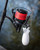 Fox Spomb Rapid E Reel - Hooked Tackle