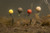 Korda Artificial Pop Up Boilies - Hooked Tackle
