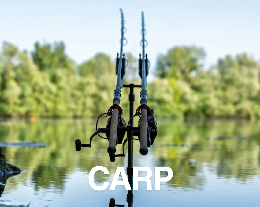 Carp