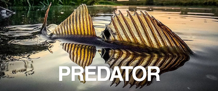 Predator Fishing
