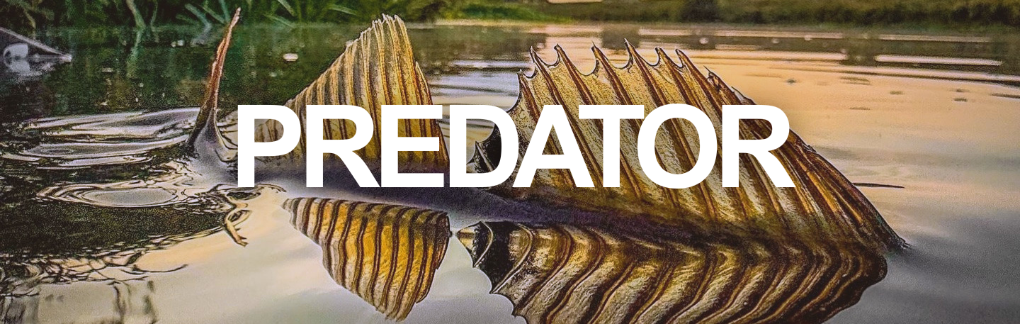 Predator Fishing