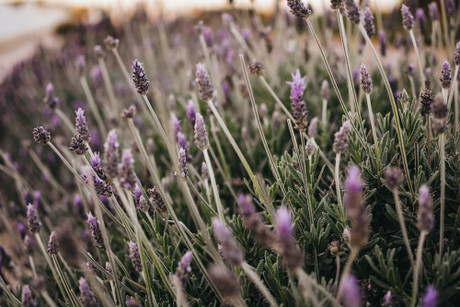 The Relaxing, Sleep-Promoting, Health-Boosting Powers of Lavender