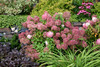 Bobo&reg; Hydrangea