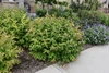 Bush Honeysuckle