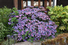 Tuff Stuff&trade; Hydrangea