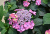 Tuff Stuff&trade; Hydrangea