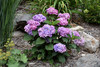 Bloomstruck&reg; Hydrangea