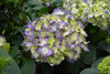 Bloomstruck&reg; Hydrangea