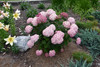 Incrediball&reg; Blush Smooth Hydrangea
