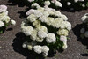 Invincibelle Wee White&reg; Hydrangea