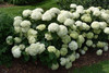 Invincibelle Limetta&reg; Hydrangea