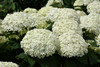 Invincibelle Limetta&reg; Hydrangea