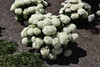 Invincibelle Limetta&reg; Hydrangea