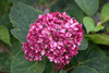 Invincibelle Garnetta&reg; Smooth Hydrangea