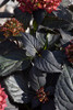 Eclipse&reg; Hydrangea