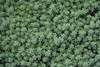 Blue Spruce Stonecrop