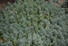 Blue Spruce Stonecrop