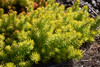 Angelina Stonecrop