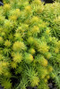 Sunsparkler&reg; Angelina's Teacup Stonecrop