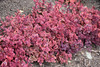 Sunsparkler&reg; Wildfire Stonecrop