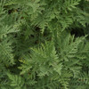 Artemisia SunFern Arcadia