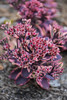 Sunsparkler&reg; Dazzling Dynamite Stonecrop
