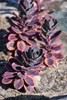 Sunsparkler&reg; Dazzling Dynamite Stonecrop