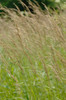 Grass Bluejoint Grass