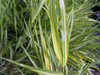 Grass Sunny Delight Japanese Forest