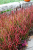Red Baron Japanese Blood Grass