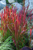 Red Baron Japanese Blood Grass