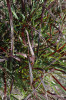Blood Brothers Red Switch Grass