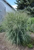 Northwind Switch Grass
