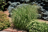 Red Switch Grass
