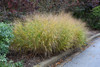 Red Switch Grass