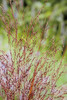 Grass Squaw Switch Grass