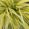 Grass Lemon Zest Japanese Forest