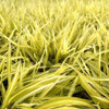 Grass Lime Zest Japanese Forest
